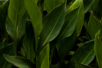 Fototapeta na wymiar textured green leaves background