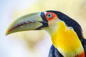 Colorful young Toco Toucan tropical bird in Pantanal, Brazil