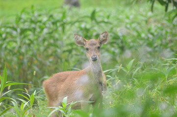 Merauke's deer is a mammal that is characteristic of southern Papua, where almost all of its forests are filled with this star. sometimes it becomes an additional source of income for local people by 