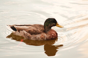 The Mallard duck swimming across the pond