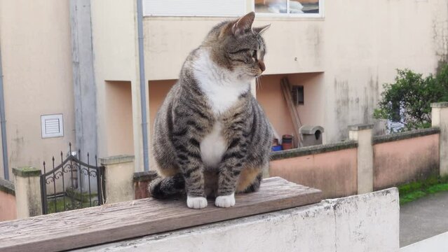 Cute fat tabby cat with cross eyes is sitting on a wooden bench outside and looking around, front view. Animal is homeless or out for a walk. Pets with health problems