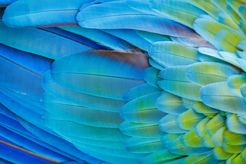 Abstract pattern of Macaw parrot feathers close-up