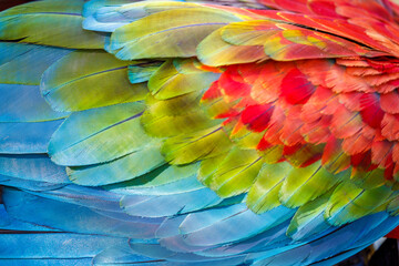 Abstract pattern of Macaw parrot feathers close-up © Aide