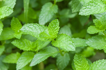 green mint plant in growth at vegetable garden