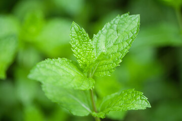 green mint plant in growth at vegetable garden