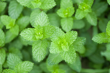 Fresh green leaves of mint, lemon balm, peppermint top view. Mint leaf texture. © zhikun sun