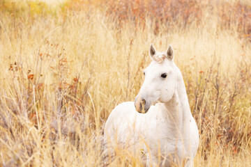 Obraz na płótnie Canvas White Stallion in Autumn