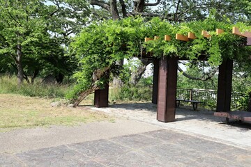 Japanese summer wisteria trellis.
