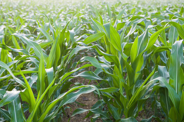 Agricultural green corn field with morning sunshine.