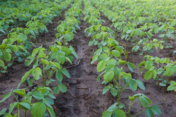 Agricultural soy plantation in the morning. Green growing soybeans plant