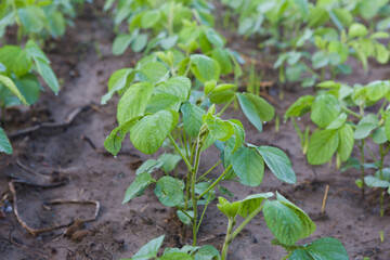 Agricultural soy plantation in the morning. Green growing soybeans plant