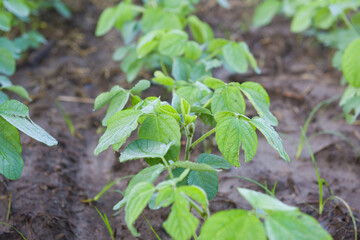 Agricultural soy plantation in the morning. Green growing soybeans plant