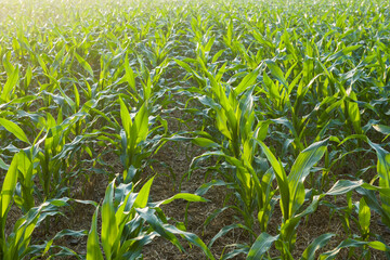 Agricultural green corn field with morning sunshine.