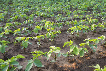 Agricultural soy plantation in the morning. Green growing soybeans plant