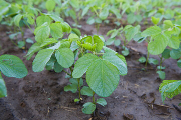 Agricultural soy plantation in the morning. Green growing soybeans plant