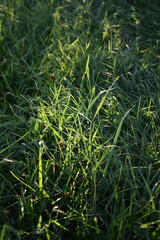 Sunshine in a Patch of Grass