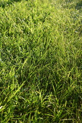 Grass