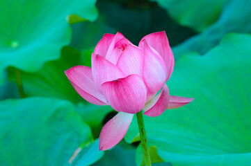 close up on blooming pink lotus flower with green leaves