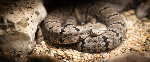 Camaflouged Snake