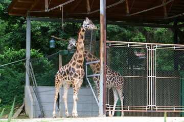 A tall giraffe lives in a zoo