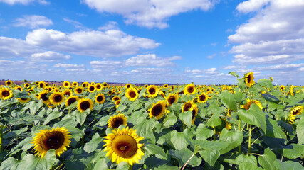 Obraz premium Sunflower field summer sunset sunshine holiday blue vivid sky and clouds. Vacation concept picture background template