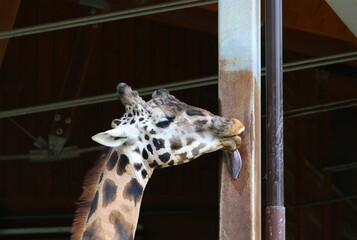 A tall giraffe lives in a zoo