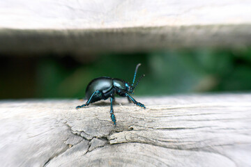 Close-up of black-green bug on wood