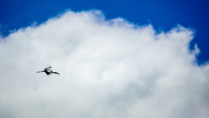 the  bird in the sky