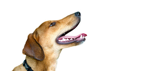 Dog Happy Excited Eager White Background Banner