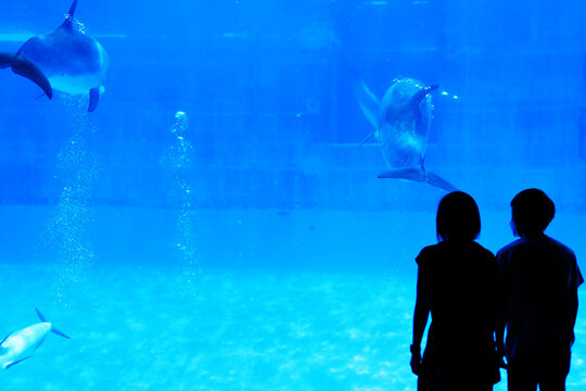 イルカの水槽を見る人々のシルエットと寄り添うカップルのシルエット