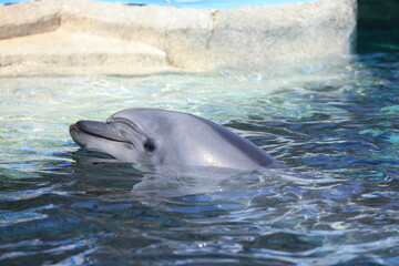 Naklejka premium 水槽を泳ぐイルカ