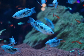 アクアリウムの中で泳ぐ白い体に赤い斑点のある魚