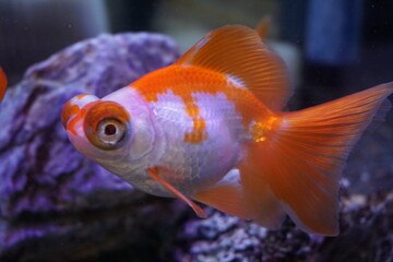 アクアリウムの中で泳ぐ赤と白の模様のある金魚