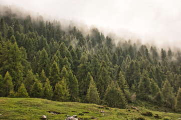 Fototapeta na wymiar Pine forest, Dolomites, Italy