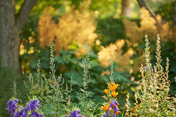 Colorful wildflowers in a forest on a beautiful morning, variation of flowers and trees growing on...