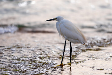 little egret hunts on the seashore