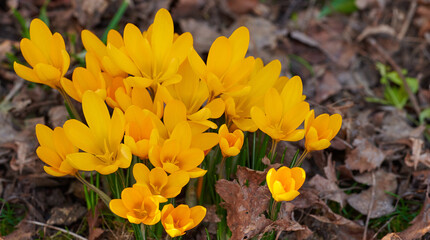 Yellow crocus flavus flowers growing in a garden or forest outside. Closeup of a beautiful bunch of flowering plants with vibrant petals blooming and blossoming in a natural environment during spring