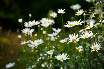 Daisy flowers growing in a lush green backyard garden in summer. White marguerite flowering plant...