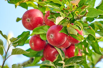 Fresh red apples growing on a tree for harvest in a sustainable farm on a sunny day outside. Closeup of ripe, nutritious and organic fruit cultivated in a thriving orchard or grove in the countryside