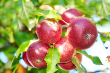 Fresh red apples growing on trees for harvest on a field of a sustainable orchard or farm on a sunny day outdoors. Ripe, delicious and tasty organic fruit cultivated in nature for picking on a grove