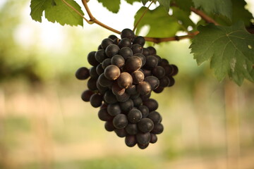 Dark purple grapes are ready to harvest