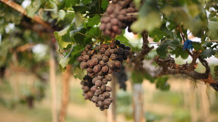 Dark purple grapes are ready to harvest