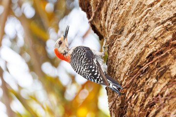 Red-bellied woodpecker (Melanerpes carolinus) climbs a palm in Sarasota, Florida.