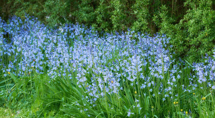 Blue kent bell flowers growing and flowering on green stems in a private and secluded home garden....