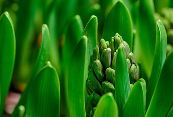 Closeup of a budding hyacinth flower on a lush green shrub stem, growing in a home garden. Macro view of a hyacinthus plant with vibrant leaves on stalks blooming in a backyard landscaped flowerbed