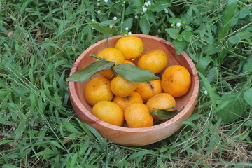Tangerine or mandarin orange is an orange that can grow in tropical and subtropical areas. This orange tree has a relatively smaller size than other oranges.