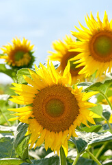 Bright yellow sunflowers growing on a farm ready for harvest, sunflower oil production. Zoom in on seasonal yellow flowers growing in a field or garden. Detailed pattern of a flowerhead in nature