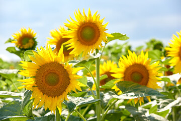 Sunflowers growing in a garden against a blurred nature background in summer. Yellow flowering plants beginning to bloom on a green field in spring. Bright flora blossoming in a meadow on a sunny day