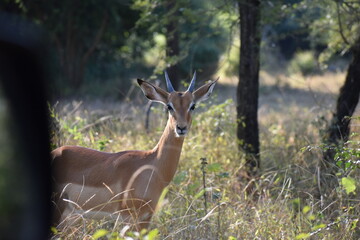 Male juvenile impala