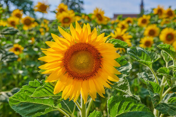 Mammoth russian sunflowers growing in a field or botanical garden on a bright day. Closeup of helianthus annuus with vibrant yellow petals blooming in spring. Beautiful plants blossoming in a meadow